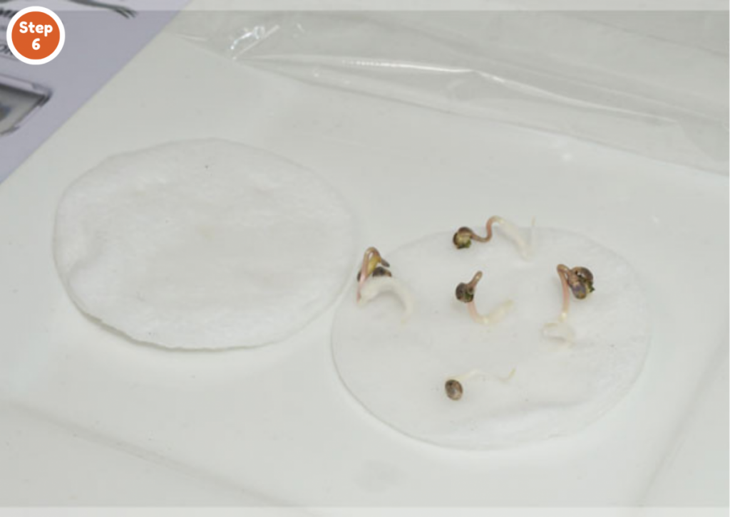 How to germinate cannabis seeds in cotton pads-Step 6: Wait a few days for the cannabis germination