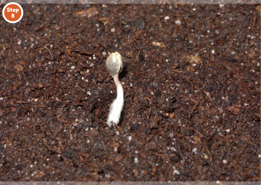 How to germinate cannabis seeds in cotton pads-Step 8: Place the root inside the hole