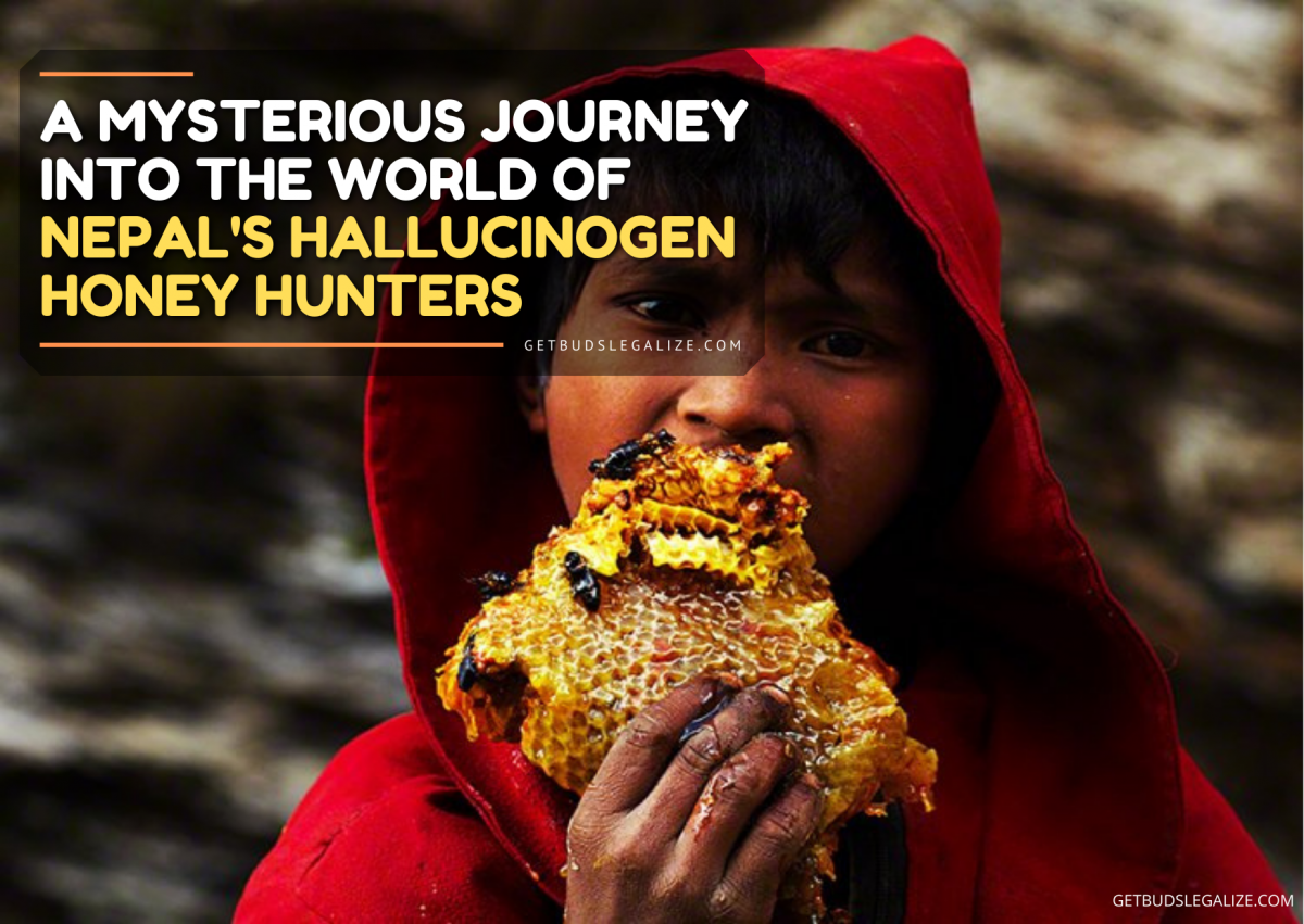 A Mystery Journey Into The World Of Nepal's Hallucinogen Honey Hunters