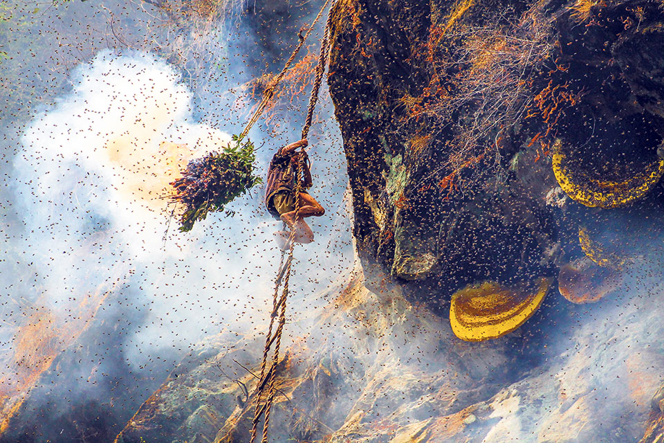The Hallucinogen Honey Hunters of The Himalayan Mountains, Image Source: myrepublica.nagariknetwork.com