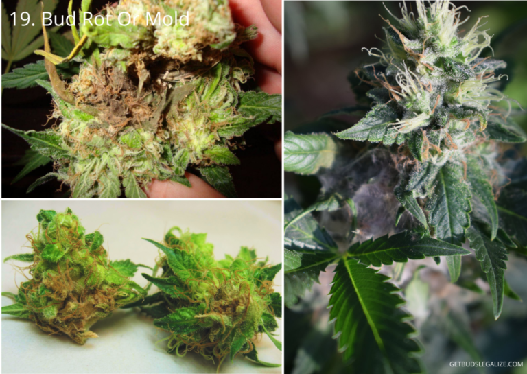 25 Common Cannabis Pests And Diseases: Visual Guides And Remedies ...