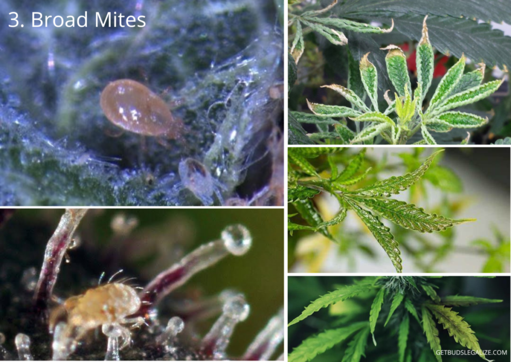 25 Common Cannabis Pests and Diseases: Visual Guides and Remedies 11 3. Broad Mites, cannabis pest, marijuana parasites, weed, bug