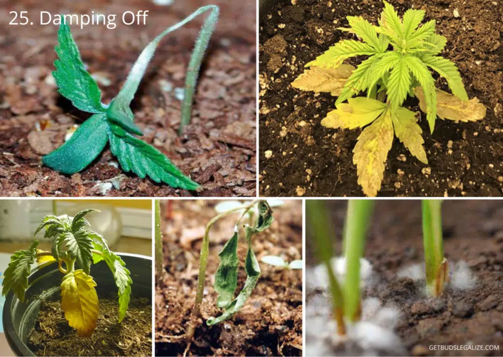 25. Damping Off virus, diseases of marijuana plants, damage, cure, prevention, visual guide