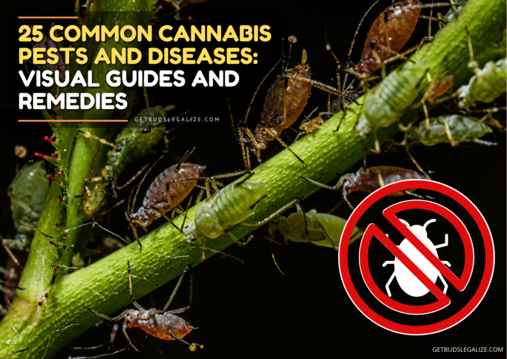 25 Common Cannabis Pests and Diseases: Visual Guide and Remedy