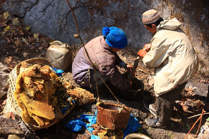 The Hallucinogen Honey Hunters of The Himalayan Mountains, Image Source: coolsandfools.com