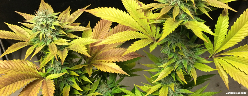 Northern Lights Strain Review & Growing Guide | Learn All About It 14 Northern Lights marijuana Strain Review & Growing Guide, WEED, MARIJUANA, CANNABIS SEEDS, ILGM, SENSI SEEDS, ROYAL QUEEN SEEDS, SEEDSMAN