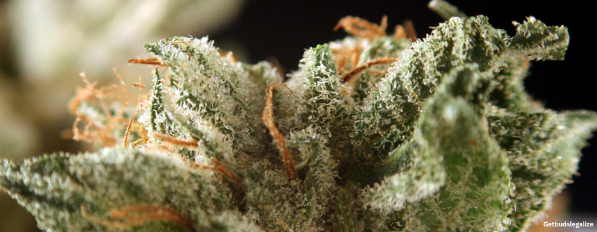 Northern Lights Strain Review & Growing Guide | Learn All About It 17 Northern Lights weed Strain Review & Growing Guide, WEED, MARIJUANA, CANNABIS SEEDS, ILGM, SENSI SEEDS, ROYAL QUEEN SEEDS, SEEDSMAN