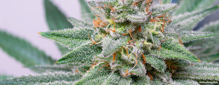 Northern Lights Strain Review & Growing Guide | Learn All About It 7 Northern Lights cannabis Strain Review & Growing Guide, WEED, MARIJUANA, CANNABIS SEEDS, ILGM, SENSI SEEDS, ROYAL QUEEN SEEDS, SEEDSMAN