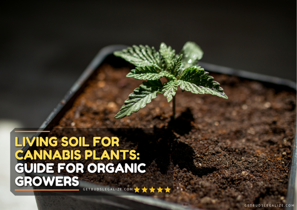 Living Soil for Cannabis Plants: Guide for Organic Growers