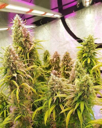 Northern Lights Strain Review & Growing Guide | Learn All About It 20 Northern Lights Strain Review & Growing Guide, WEED, MARIJUANA, CANNABIS SEEDS, ILGM, SENSI SEEDS, ROYAL QUEEN SEEDS, SEEDSMAN