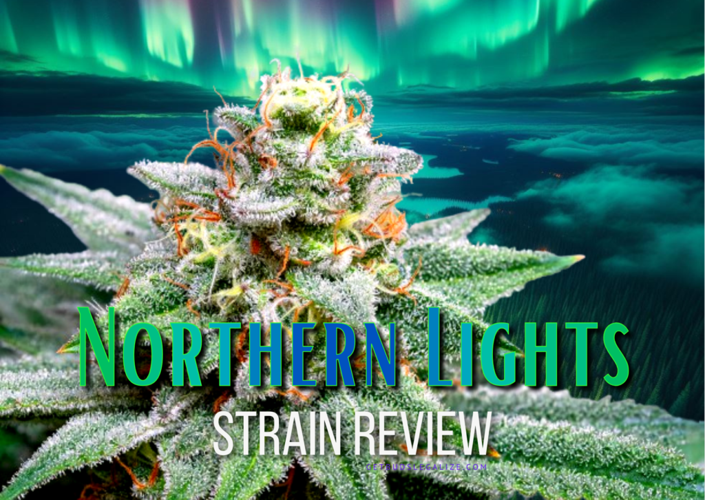 Northern Lights Strain Review & Growing Guide, WEED, MARIJUANA, CANNABIS SEEDS, ILGM, SENSI SEEDS, ROYAL QUEEN SEEDS, SEEDSMAN