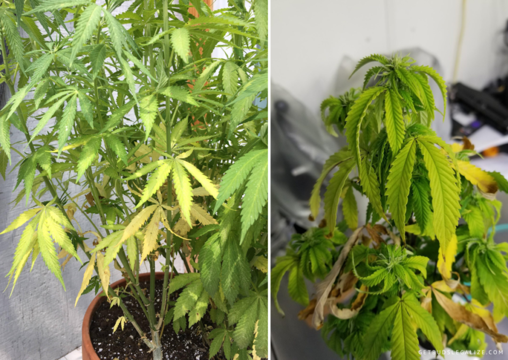 Nitrogen Deficiency in Cannabis: How to Identify and Solve It 5 Nitrogen Deficiency in Cannabis: How to Identify and Solve It