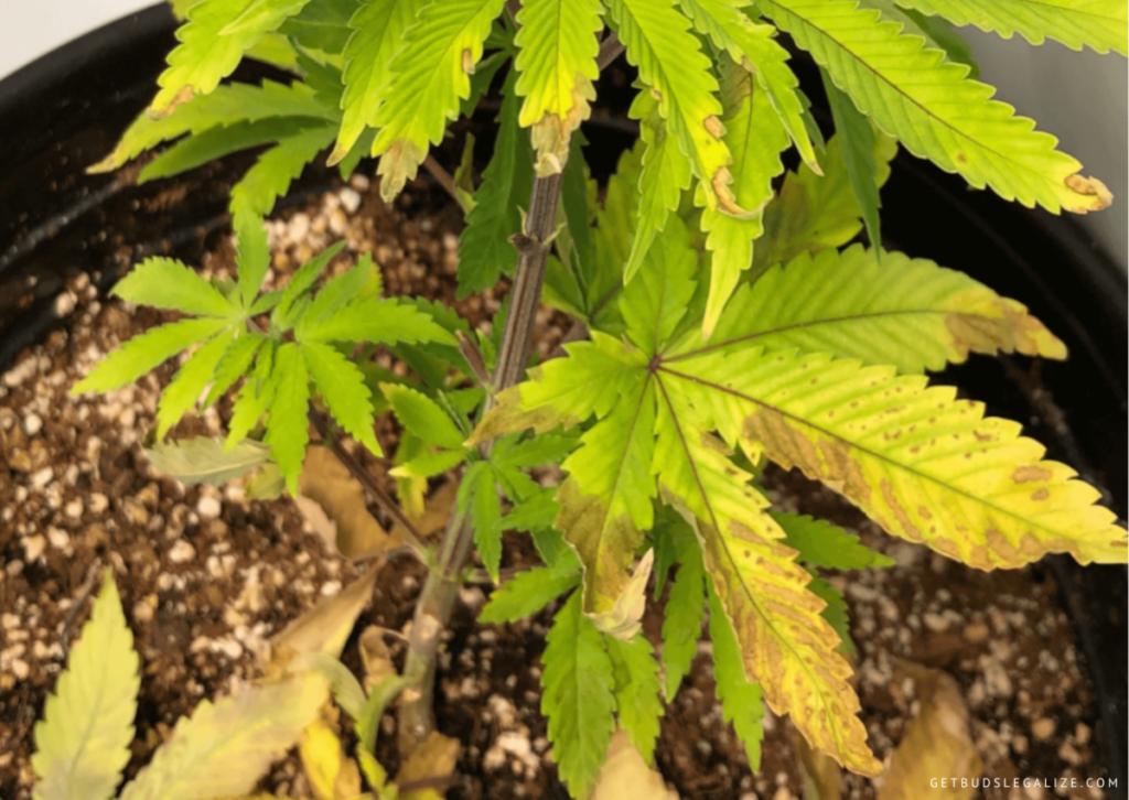 Nitrogen Deficiency in Cannabis: How to Identify and Solve It 6 Nitrogen Deficiency in Cannabis: How to Identify and Solve It