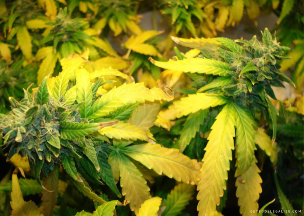 Nitrogen Deficiency in Cannabis: How to Identify and Solve It 12 nitrogen toxicity in cannabis plants
