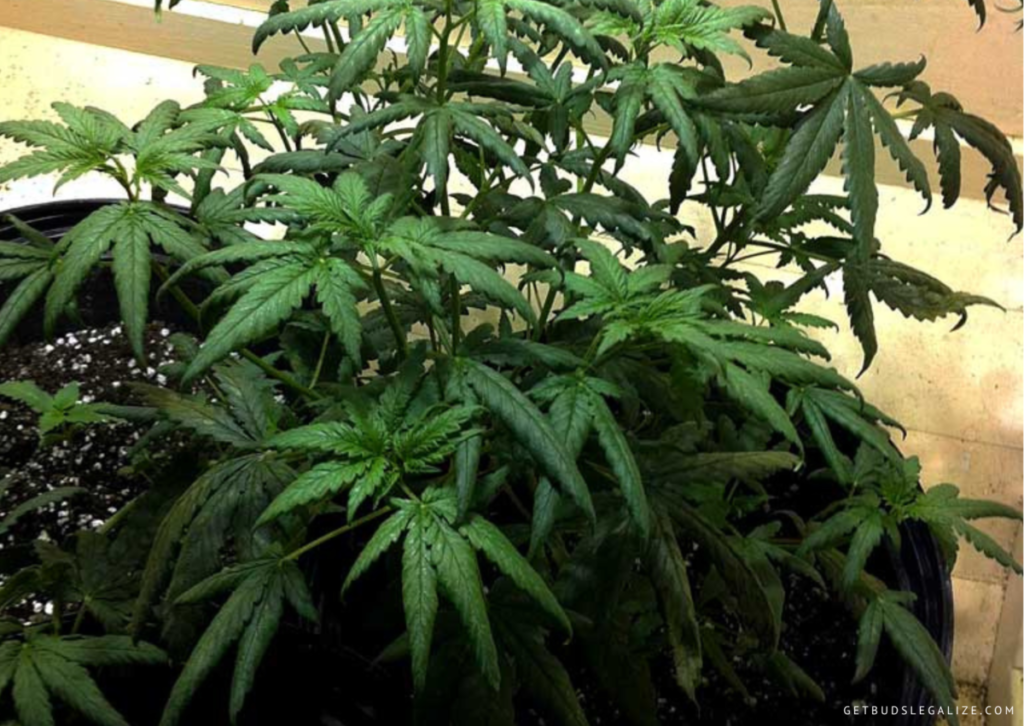 Nitrogen Deficiency in Cannabis: How to Identify and Solve It 15 nitrogen toxicity in cannabis plants