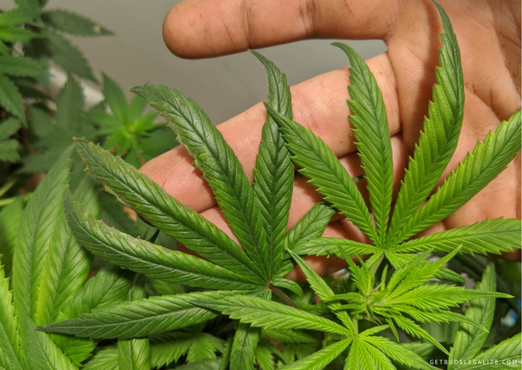 Nitrogen Deficiency in Cannabis: How to Identify and Solve It 16 nitrogen toxicity in cannabis plants