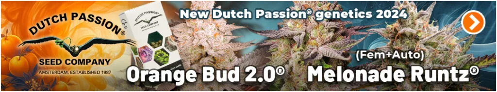 DUTCH PASSION BANNER, CANNABIS, MARIJUANA, WEED, SEEDS