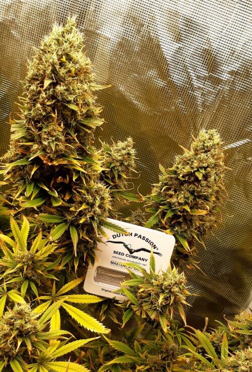 The Ultimate Strain Review & Info: Dutch Passion 6 The Ultimate Strain Review & Info: (Dutch Passion)