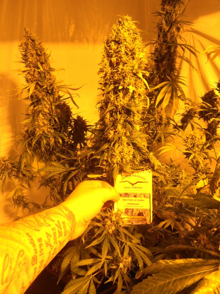 The Ultimate Strain Review & Info: Dutch Passion 7 The Ultimate Strain Review & Info: (Dutch Passion)