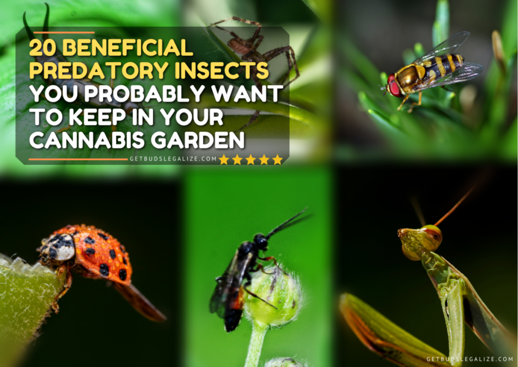 20 Beneficial Predatory Insects You Probably Want to Keep in Your Cannabis Garden