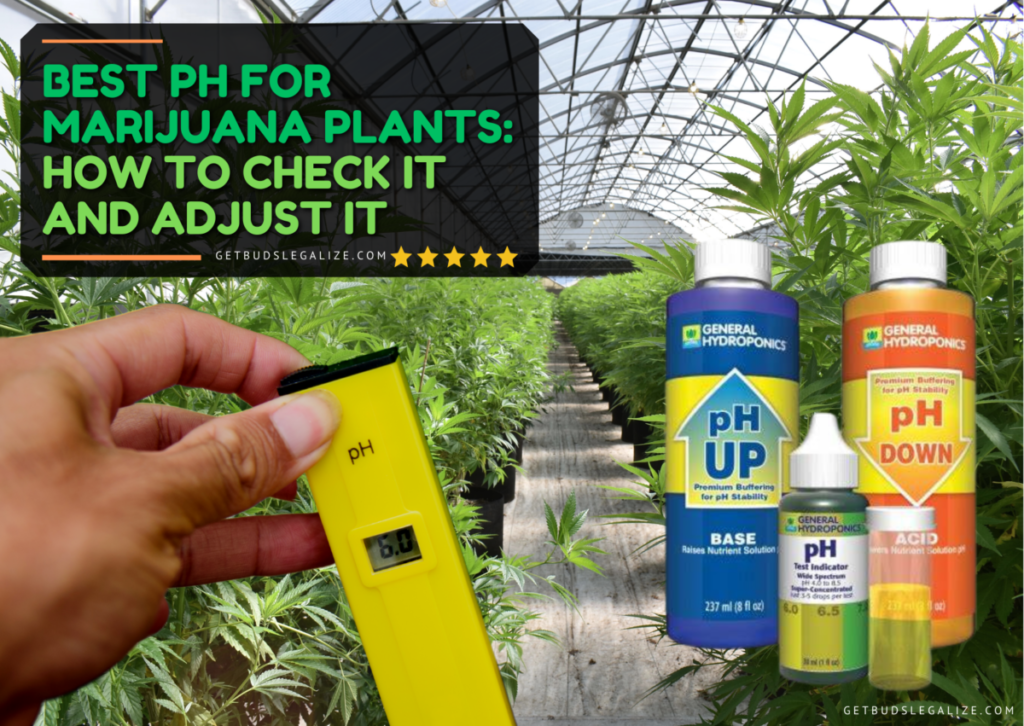 Best PH for Marijuana Plants: How to Check It and Adjust It