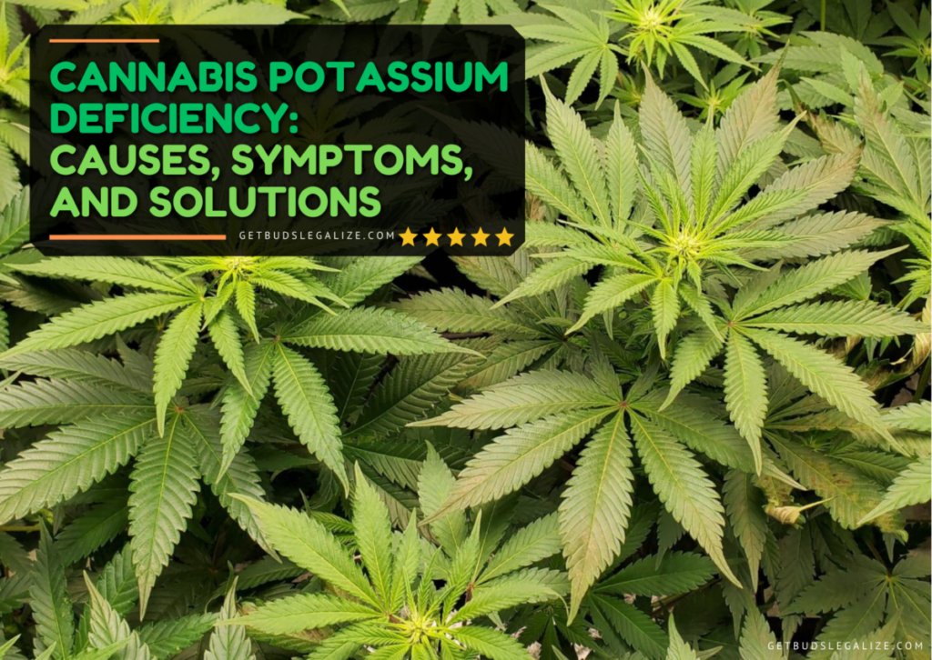 Cannabis Potassium Deficiency: Causes, Symptoms, and Solutions ...