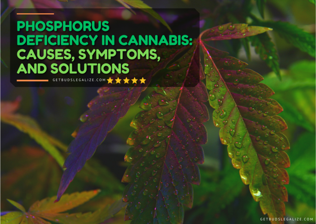 Phosphorus Deficiency in Cannabis: Causes, Symptoms, and Solutions