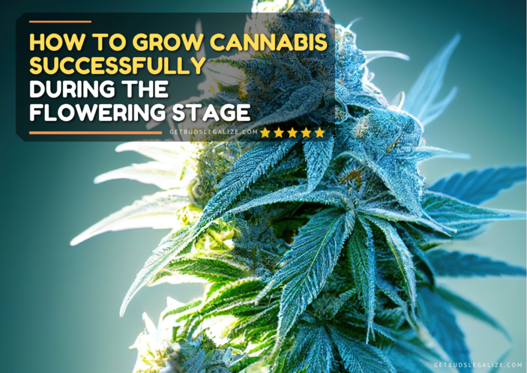 How to Grow Cannabis Successfully During the Flowering Stage