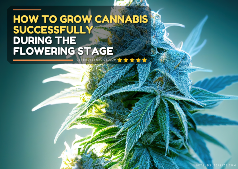 How To Grow Cannabis Successfully During The Flowering Stage