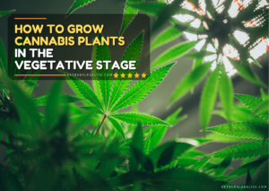 How To Grow Cannabis Plants In The Vegetative Stage - GetBudsLegalize.com