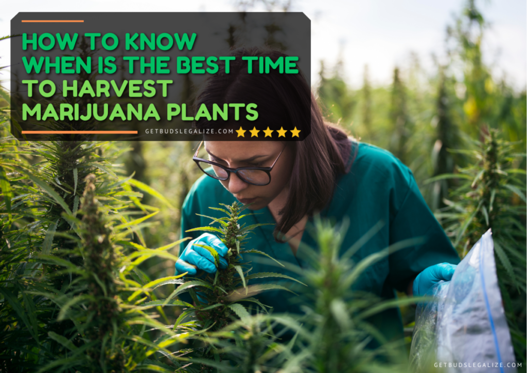 Cannabis Harvest Time: How to Know When Your Buds Are Ready