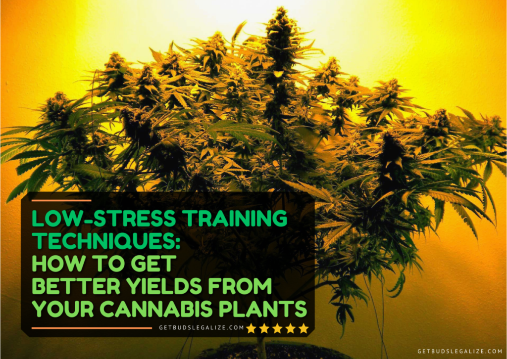 Low Stress Training Techniques: How To Get Better Yields From Your Cannabis Plants