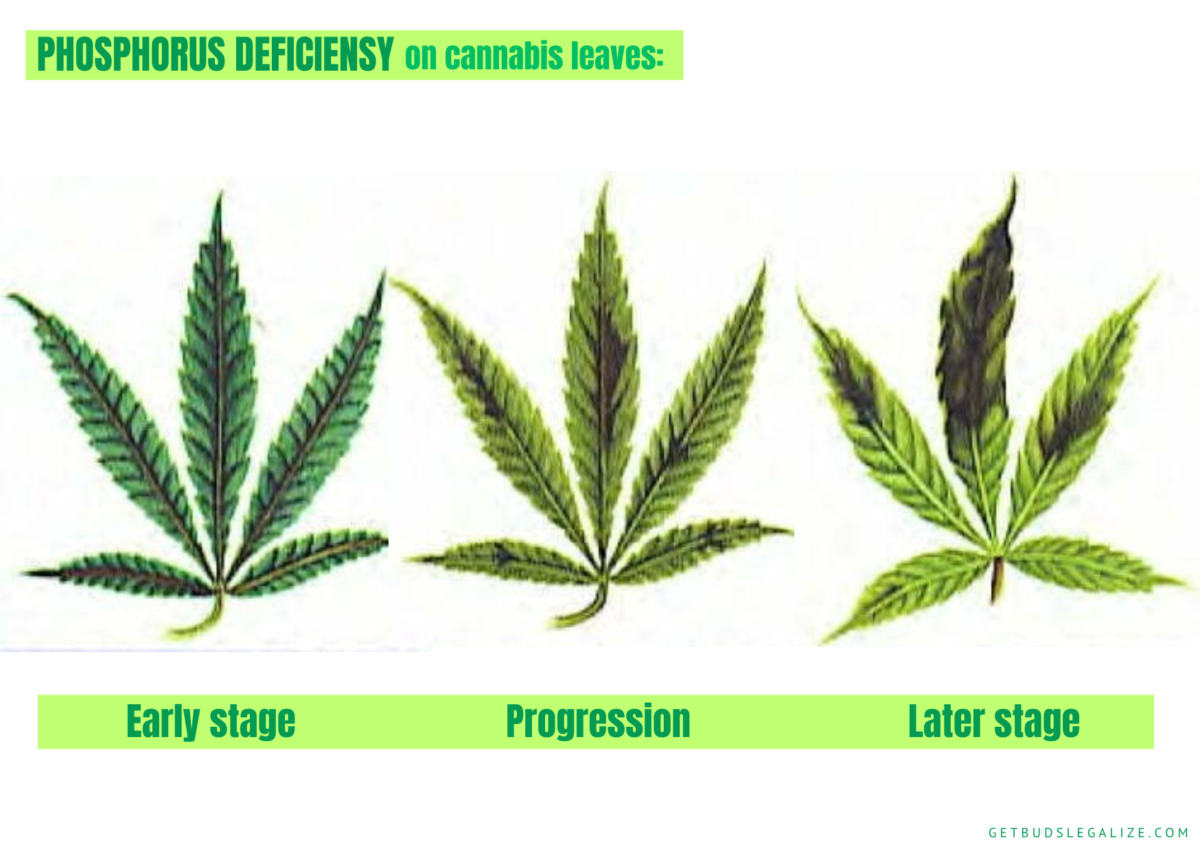 Phosphorus Deficiency in Cannabis: Causes, Symptoms, and Solutions ...