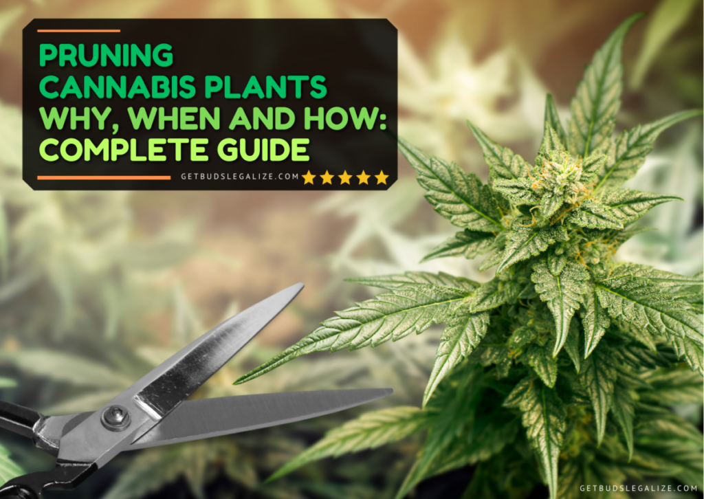 Pruning Cannabis Plants - Why, When and How: Complete Guide