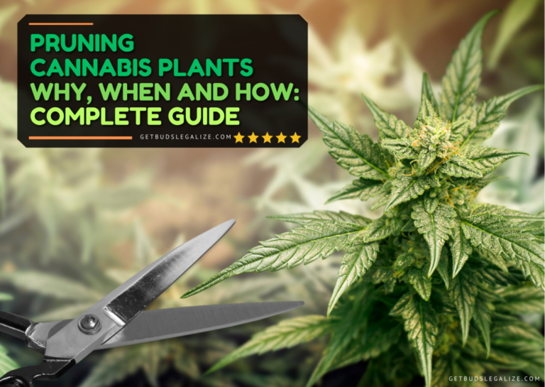 Pruning Cannabis Plants - Why, When And How: Complete Guide ...