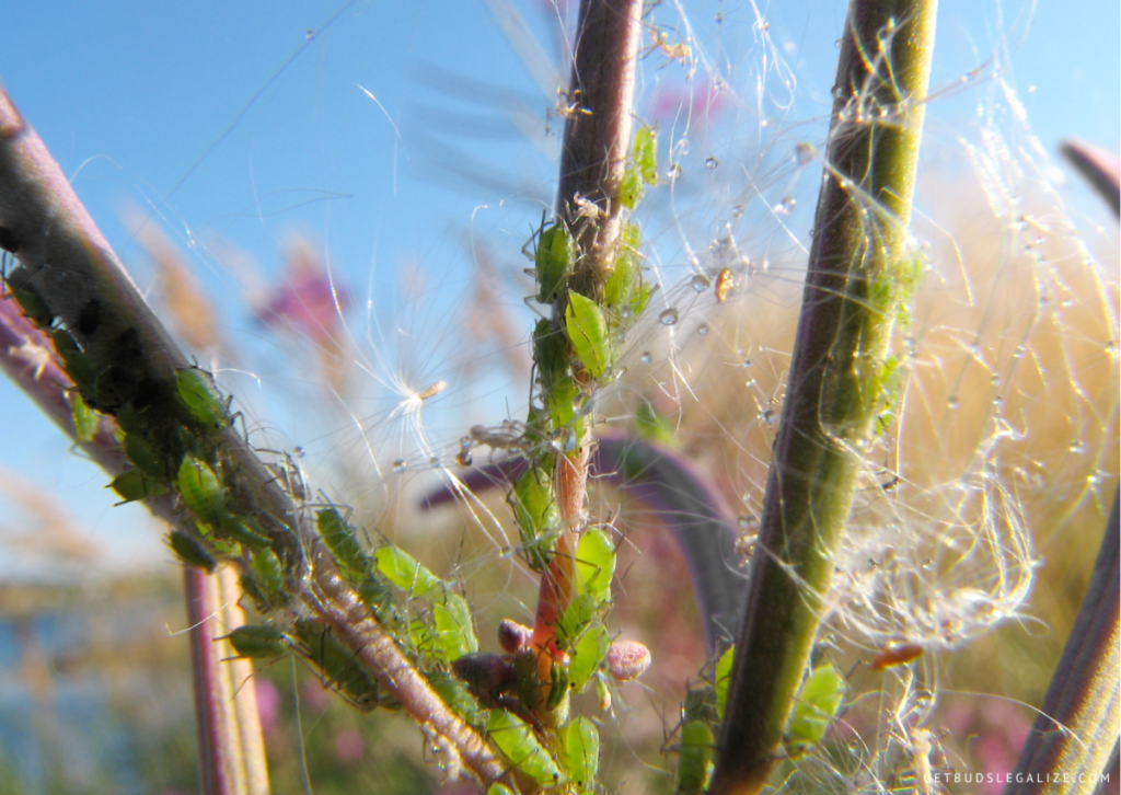 How to Get Rid of Aphids on Cannabis Plants: Identify, and Solutions 10 How to Get Rid of Aphids on Cannabis Plants: Identify, and Solutions