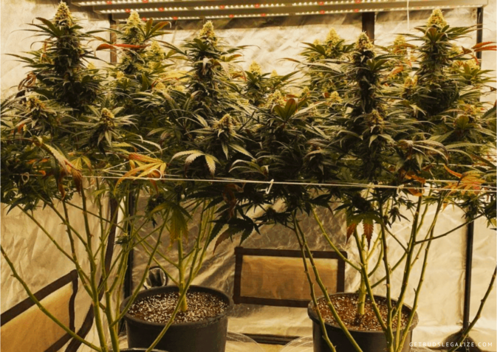 Pruning Cannabis Plants - Why, When and How: Complete Guide, Lollipopping