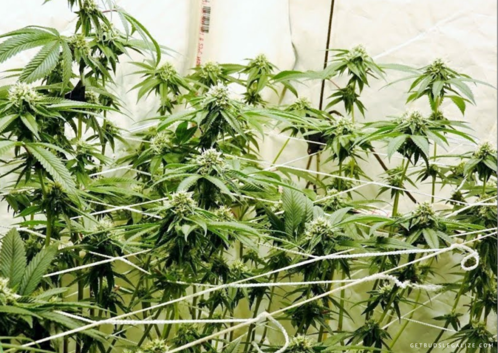 Pruning Cannabis Plants - Why, When and How: Complete Guide, Defoliation:
