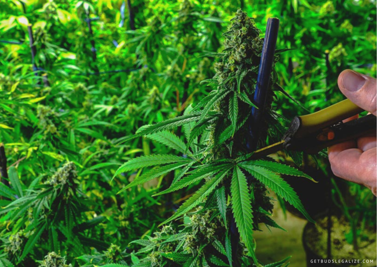 Pruning Cannabis Plants - Why, When And How: Complete Guide ...