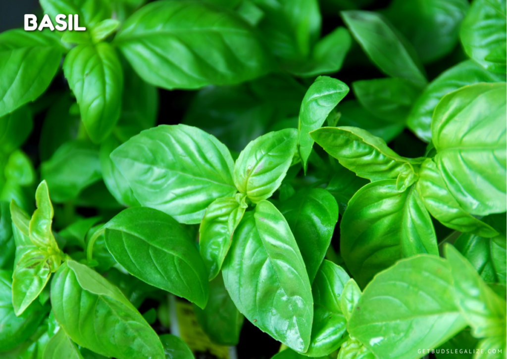 How to Use Pest Repelling Plants to Protect Your Cannabis Crop, basil plant