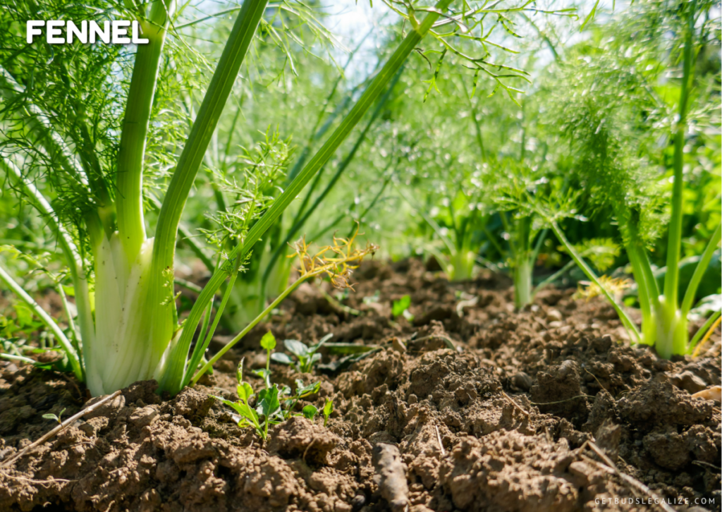 How to Use Pest Repelling Plants to Protect Your Cannabis Crop 22 repelling plant for cannabis plant, Fennel plant