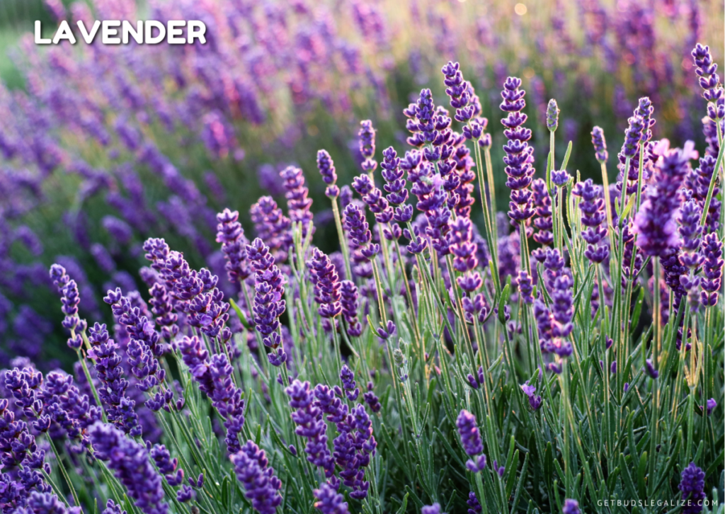 How to Use Pest Repelling Plants to Protect Your Cannabis Crop, lavender flower plant