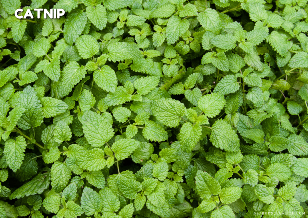 How to Use Pest Repelling Plants to Protect Your Cannabis Crop 47 repelling plant for cannabis plant, Catnip plant