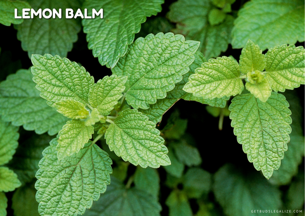 How to Use Pest Repelling Plants to Protect Your Cannabis Crop, Lemon balm