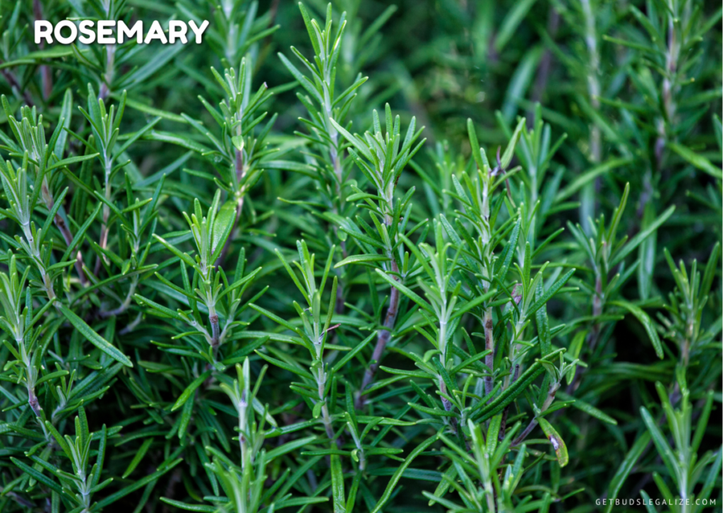 How to Use Pest Repelling Plants to Protect Your Cannabis Crop, Rosemary