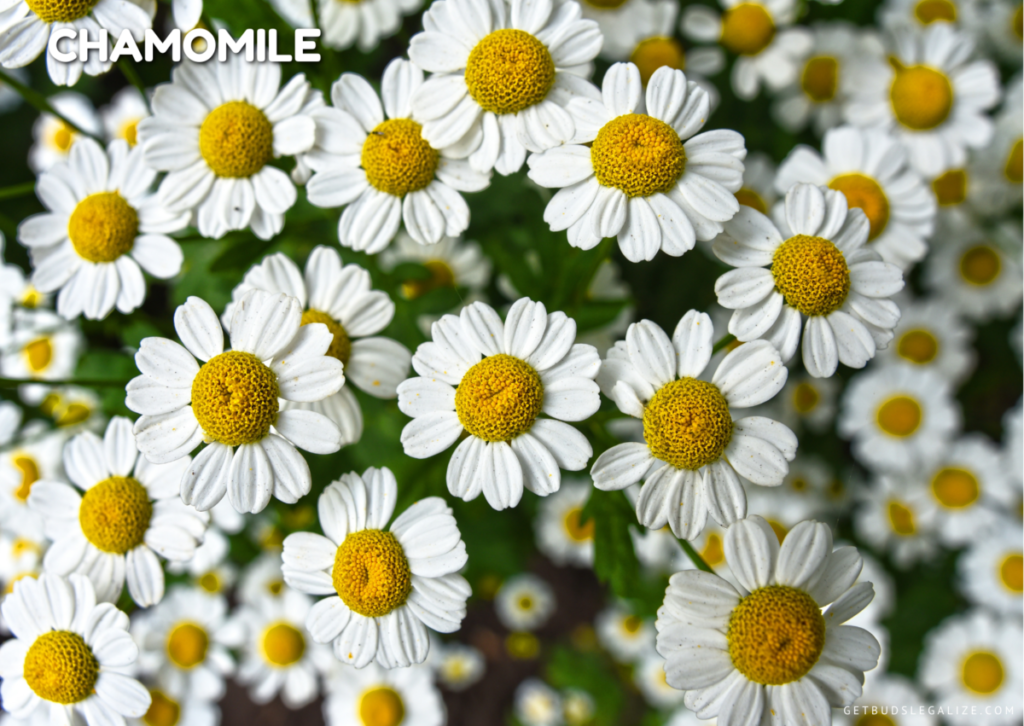 repelling plant for cannabis plant, Chamomile flower plant