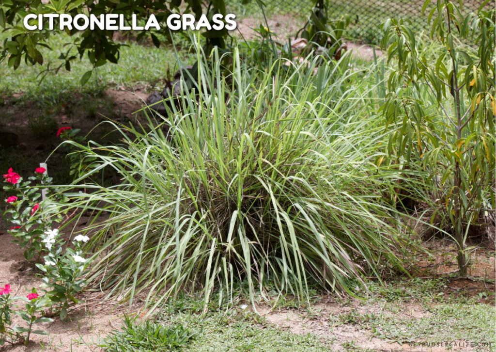 repelling plant for cannabis plant, Citronella grass