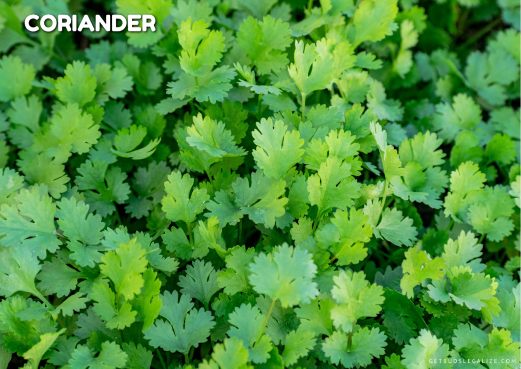 repelling plant for cannabis plant, Coriander: