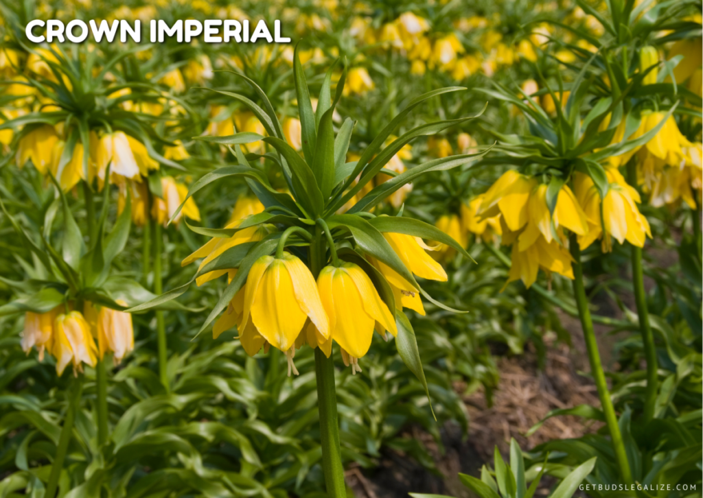 repelling plant for cannabis plant, Crown imperial flower plant