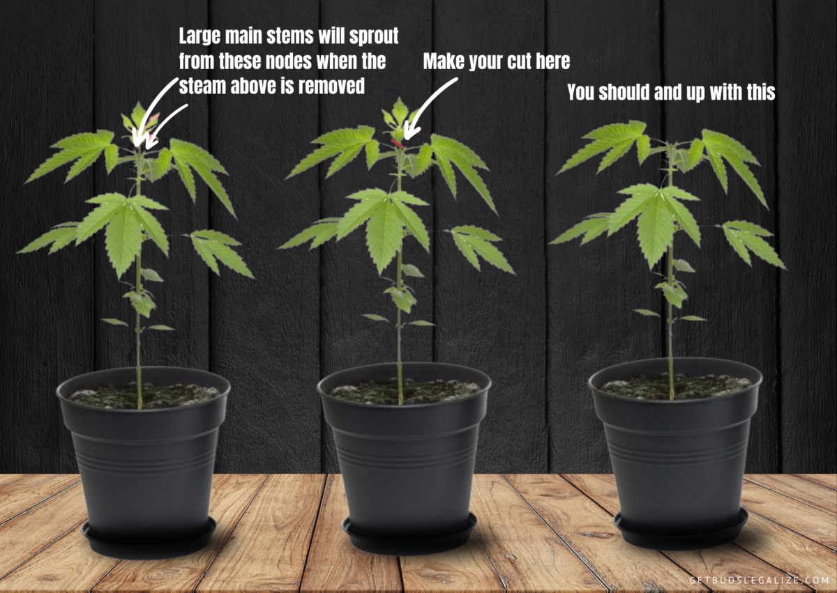 How to Pinching Cannabis Plants to Increase Yields: Complete Guide ...